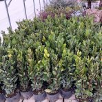 Vavrín pravý - bobkový list (Laurus nobilis) - výška 40-60cm, kont. C3L 